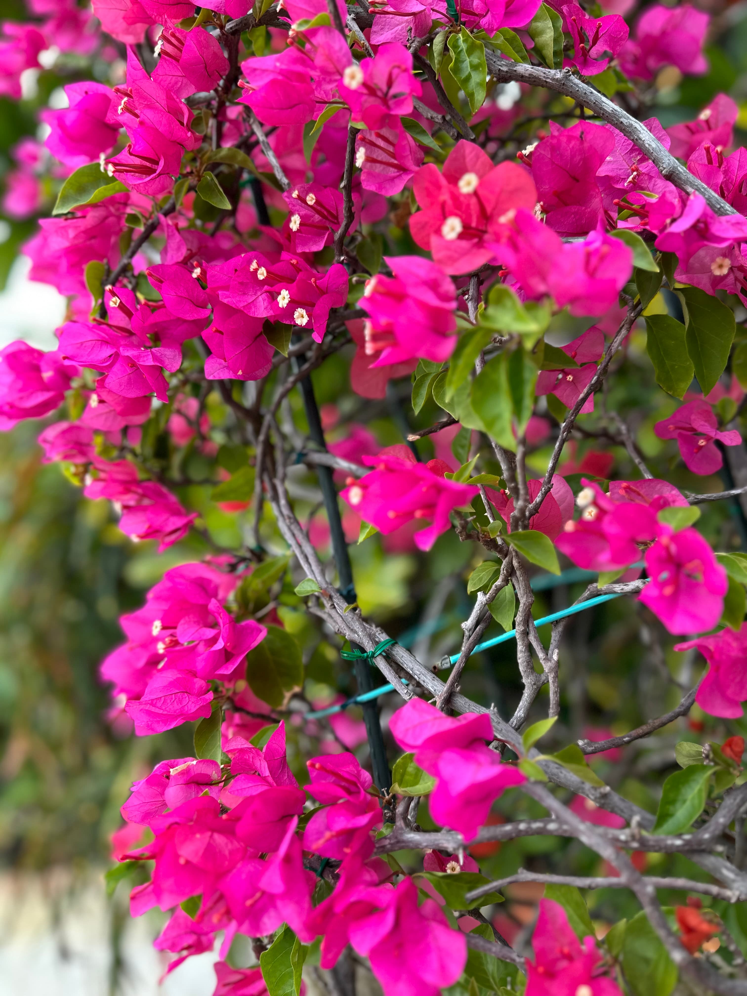 Okinawa bougainvillea